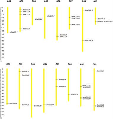 Conservation and Divergence of the CONSTANS-Like (COL) Genes Related to Flowering and Circadian Rhythm in Brassica napus